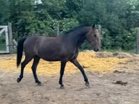 Hing, Lipizzaner — 1. fotó