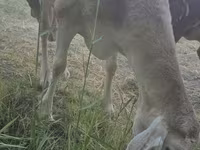 نعجة, Afghan Arabi sheep — الصورة 8