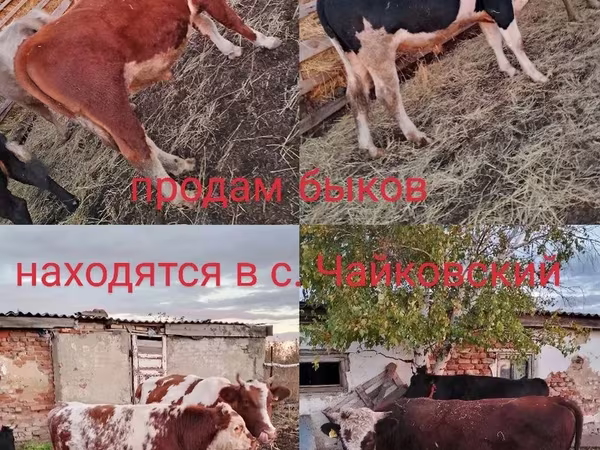 Бык, Симментальская порода