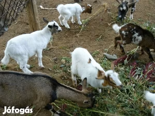 公山羊, Goats — 匈牙利