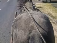Kůň, Koně — foto 2