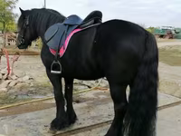 At, Fell pony — foto 6