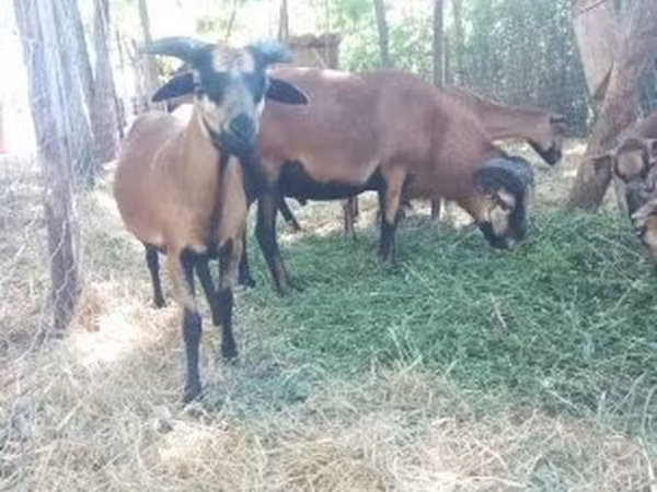 Kos, Cameroon sheep — Magyarország