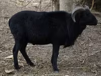 母羊, Cameroon sheep — 照片 2