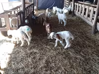 भेड़, Awassi sheep — फ़ोटो 3