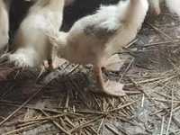 Ducks — 照片 3