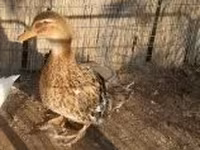 Ducks — foto 2