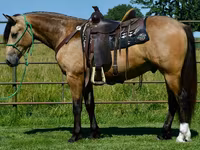 घोड़ा, Gypsy horse — फ़ोटो 3