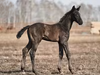 حصان, Trakehner — الصورة 1