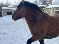 Hing, Mugalzhar horse — 4. fotó