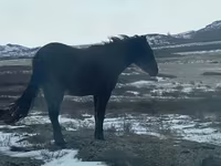 Jument, Horse breed — photo 2