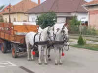 घोड़ा, Lipizzaner — फ़ोटो 4