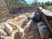 Boar, Вьетнамская вислобрюхая — photo 5