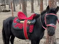 Caballo, Shetland Pony — foto 1