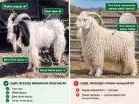 عنزة, Angora goats — الصورة 3