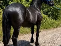 Hing, Friesian — 6. fotó