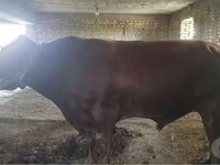 Szarvasmarha (tétel, nem megadva), Red Estonian cattle — 1. fotó