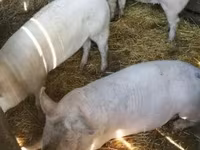 मादा सूअर, Крупная белая — फ़ोटो 3