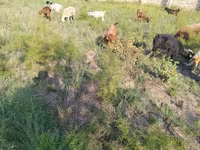 Cabras (lote, sexo no especificado), Cabras — foto 2