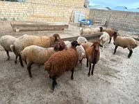 Ovce, Apsheron sheep — foto 5