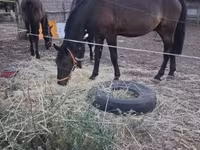 Cheval, Nonius horse — photo 1