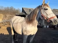 Cheval, Nonius horse — photo 5