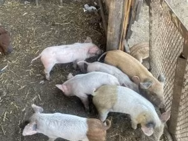 Sow, Pigs — Hungary