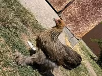 Brahma — photo 1