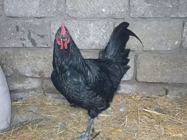 Australian Pit Game fowl