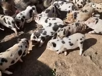 公猪, Pigs — 照片 1