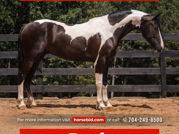 घोड़ा, Friesian