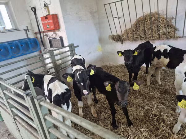 Býk, Russian Black pied cattle
