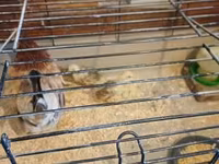 Chickens — photo 2