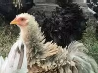 Pékin Bantam — photo 5