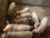 Porcs (lot, sexe non indiqué), Porcs — photo 2