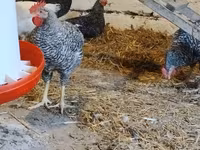 Słoweńska pręgowana kura — zdjęcie 2