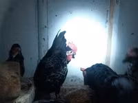 Chickens — photo 4