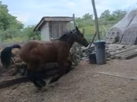 Caballo, Caballos — foto 1