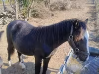 Horse (M), Horses — photo 3