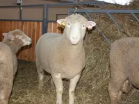Қошқар, Dorset horn sheep — 1-сурет