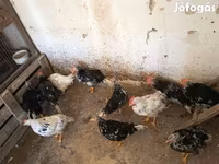 Chickens — 照片 5