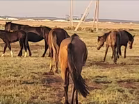 母马, Mugalzhar horse — 照片 3
