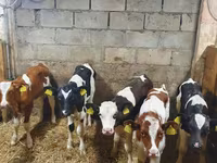 Бұқа, Simmental cattle — 1-сурет