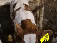 Бұқа, Simmental cattle — 2-сурет