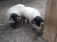 公羊, White Suffolk sheep — 照片 3