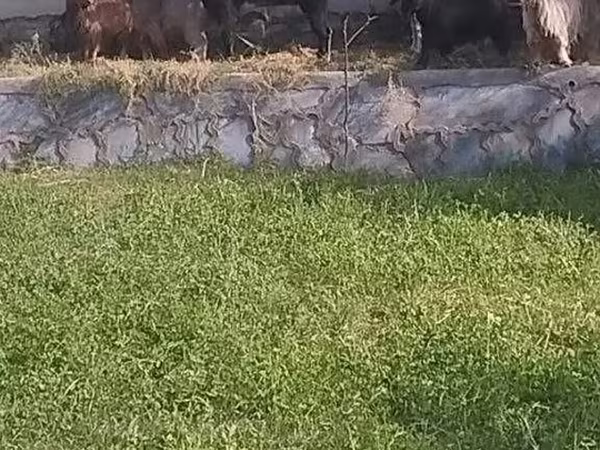 عنزة, Alpine goat