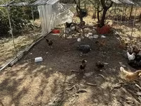 Chickens — foto 2