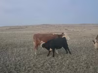 Toro, Latvian Blue cattle — foto 2