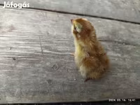 Quails — الصورة 1