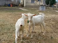 बकरा, बकरियाँ — फ़ोटो 4